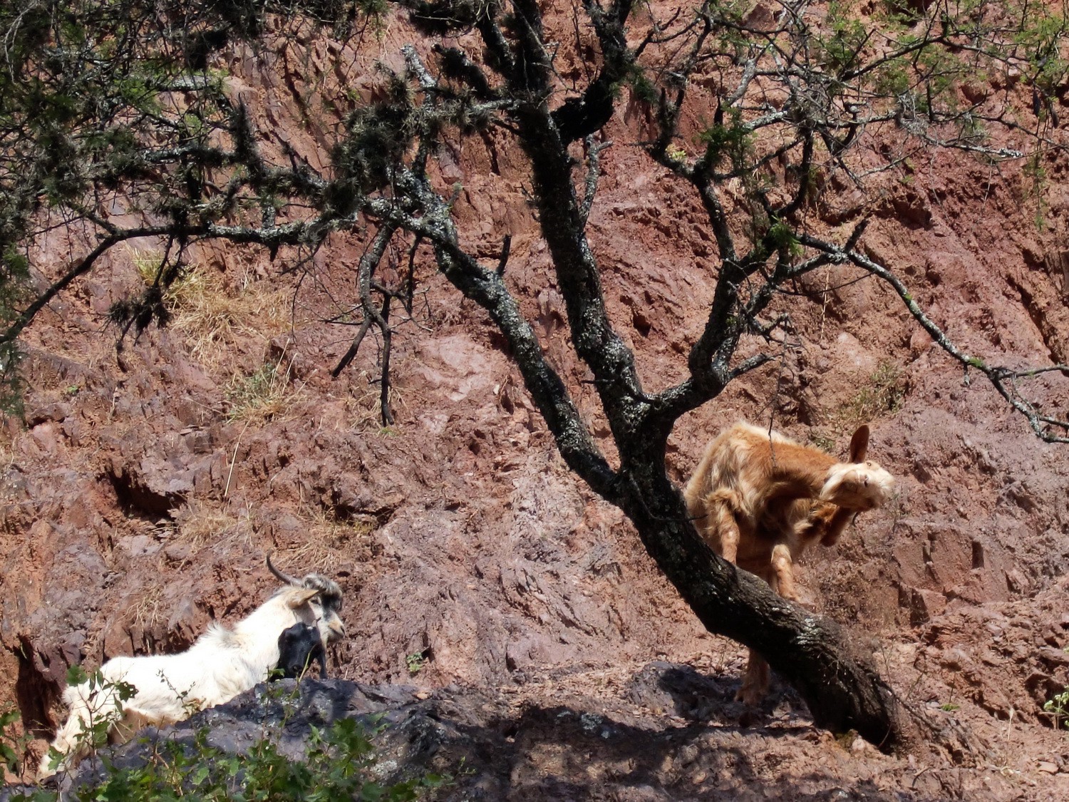 Two mountain goats